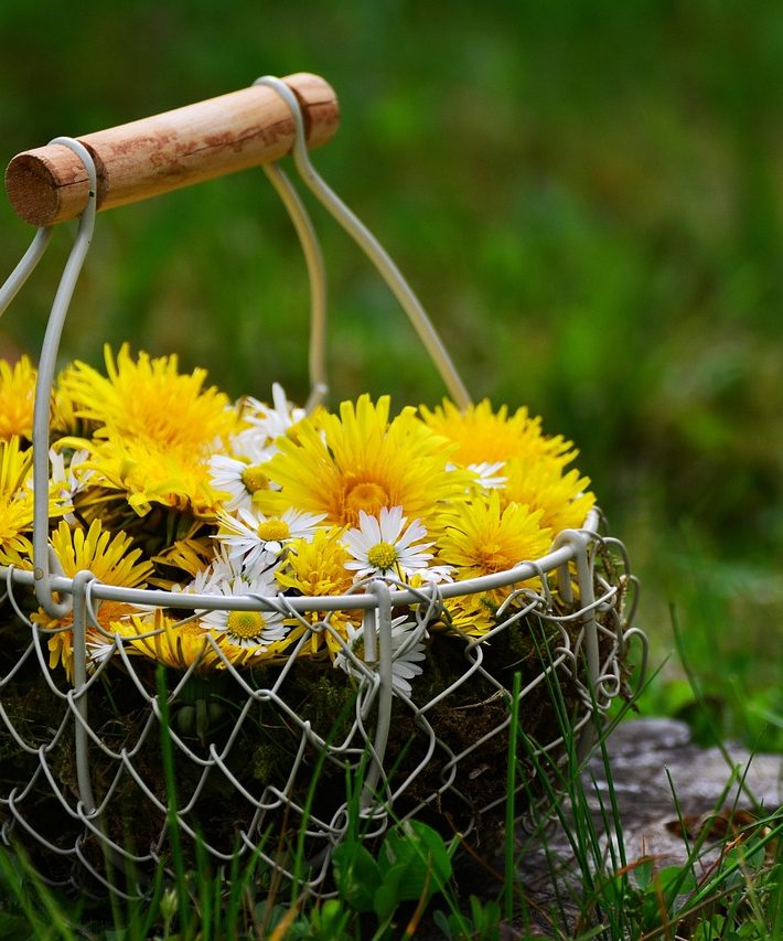 dandelion-2309789_1280